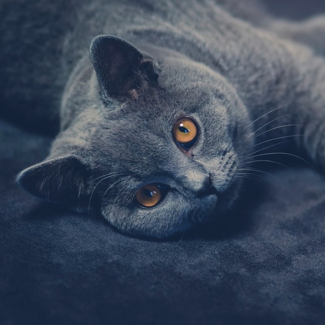 Munich Isaac Tanawat